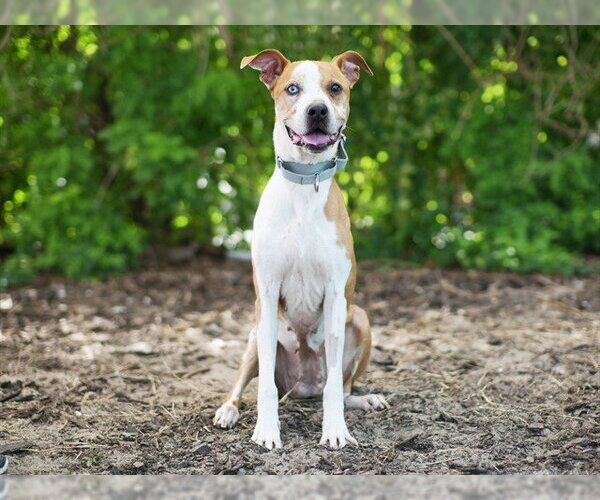 Medium Photo #1 Catahoula Leopard Dog Puppy For Sale in Tavares, FL, USA