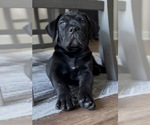 Small #4 Boerboel