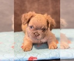 Small #4 French Bulldog