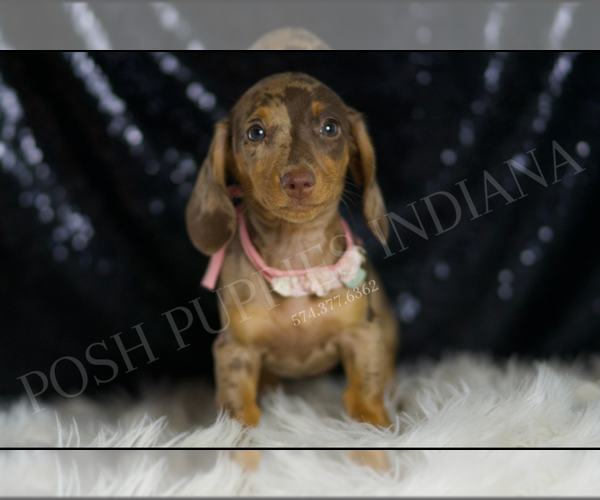 Medium Photo #4 Dachshund Puppy For Sale in WARSAW, IN, USA