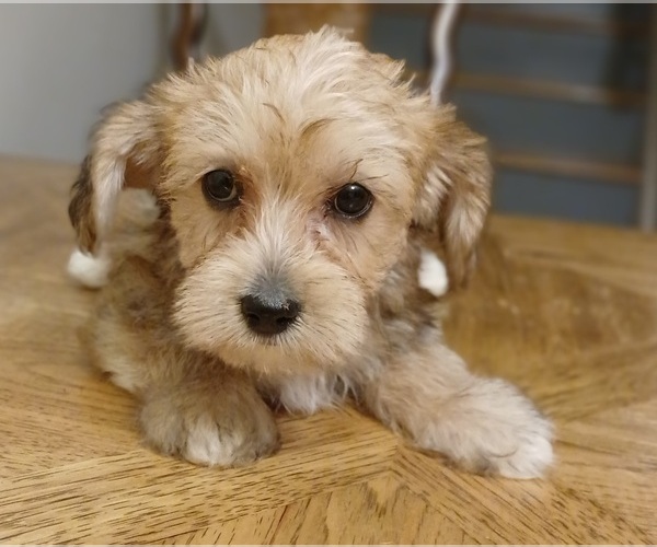 Medium Photo #2 Dorkie Puppy For Sale in BURLINGTON, MA, USA