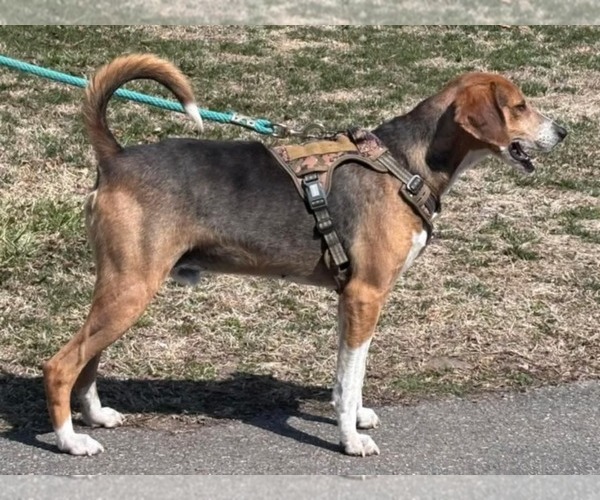 Medium Photo #16 Mutt Puppy For Sale in Rustburg, VA, USA