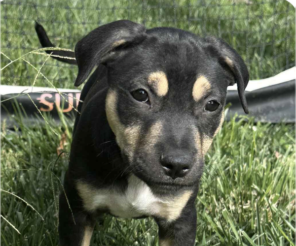 Medium Photo #1 American Pit Bull Terrier-Unknown Mix Puppy For Sale in San Ramon, CA, USA