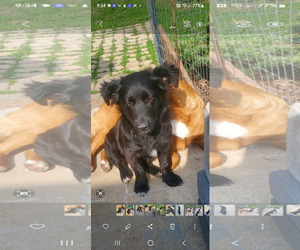 Mutt Dogs for adoption in Fenton, MO, USA