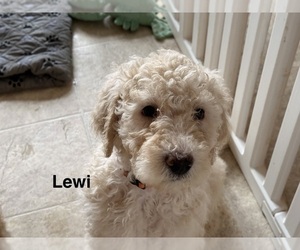 English Cream Golden Retriever-Poodle (Standard) Mix Puppy for sale in MILLERSBURG, OH, USA