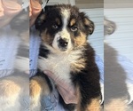 Puppy St Nick Australian Shepherd