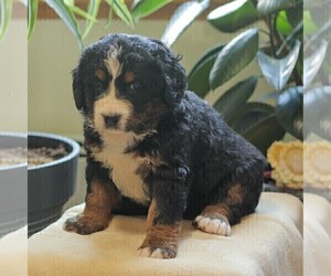 Bernedoodle Puppy for sale in NEW ENTERPRISE, PA, USA