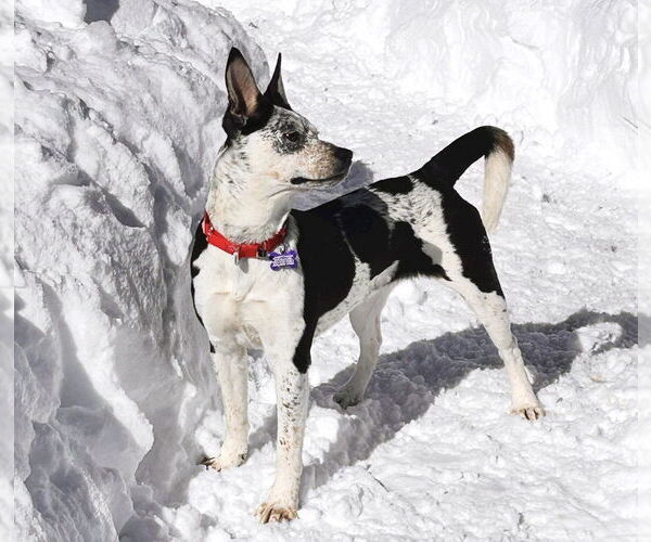 Medium Photo #11 Mutt Puppy For Sale in Oak Bluffs, MA, USA