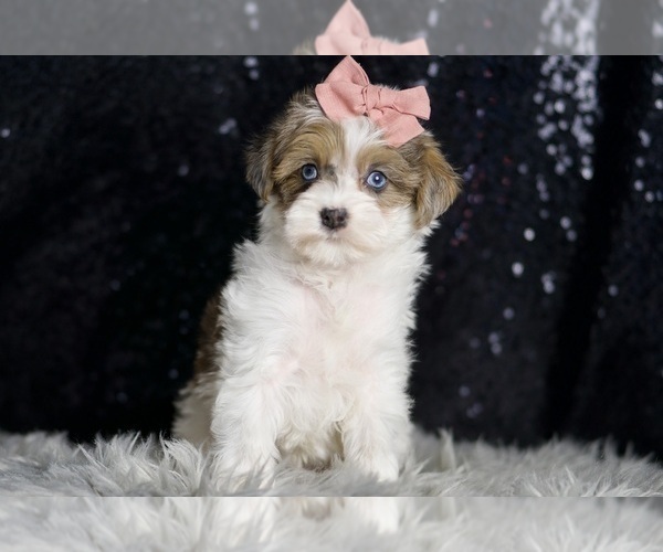 Medium Photo #54 Morkie Puppy For Sale in WARSAW, IN, USA
