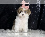 Small #3 Morkie