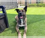 Small #2 Akita Mix