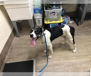 Border Collie Dogs for adoption in Pasadena, CA, USA