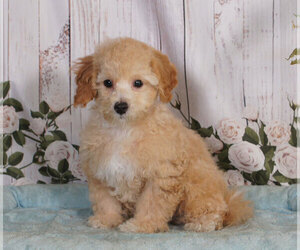 Bichpoo Puppy for sale in PENNS CREEK, PA, USA
