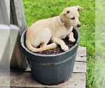 Small Dachshund Mix