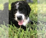 Small #37 Bernedoodle