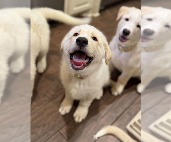 Medium Photo #5 Anatolian Shepherd-Great Pyrenees Mix Puppy For Sale in Houston, TX, USA