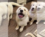 Small #4 Anatolian Shepherd-Great Pyrenees Mix