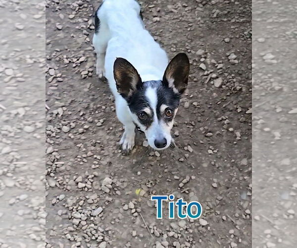 Medium Photo #3 Rat-Cha Puppy For Sale in Port Clinton, OH, USA
