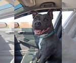 Small Photo #1 American Pit Bull Terrier Puppy For Sale in DELAWARE, OH, USA