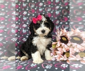 Miniature Bernedoodle Puppy for sale in OXFORD, PA, USA