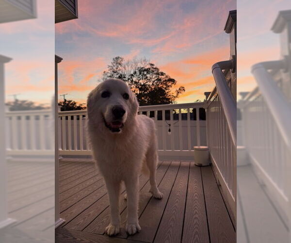 Medium Photo #3 Great Pyrenees-Unknown Mix Puppy For Sale in Oakhurst, NJ, USA