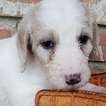 Small Photo #8 Labradoodle Puppy For Sale in ARIEL, MS, USA
