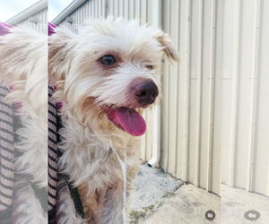 Mutt Dogs for adoption in Houston, TX, USA