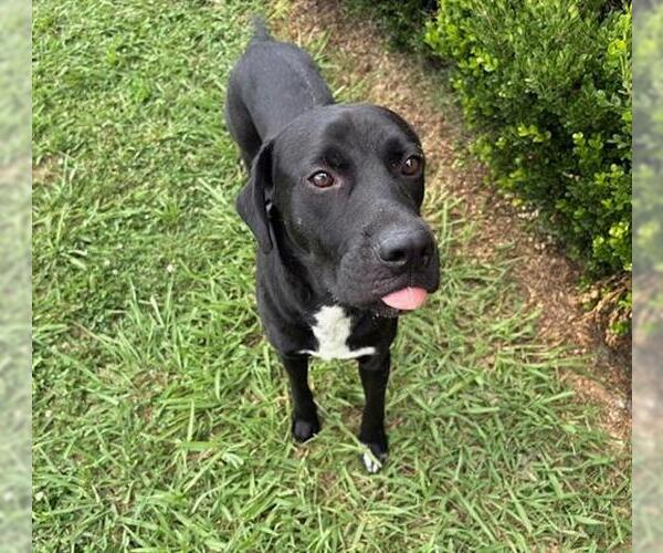 Medium Photo #1 Labrador Retriever-Unknown Mix Puppy For Sale in Tulsa, OK, USA