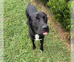 Small Labrador Retriever Mix