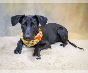 Labrador Retriever-Unknown Mix Dogs for adoption in Hot Springs Village, AR, USA