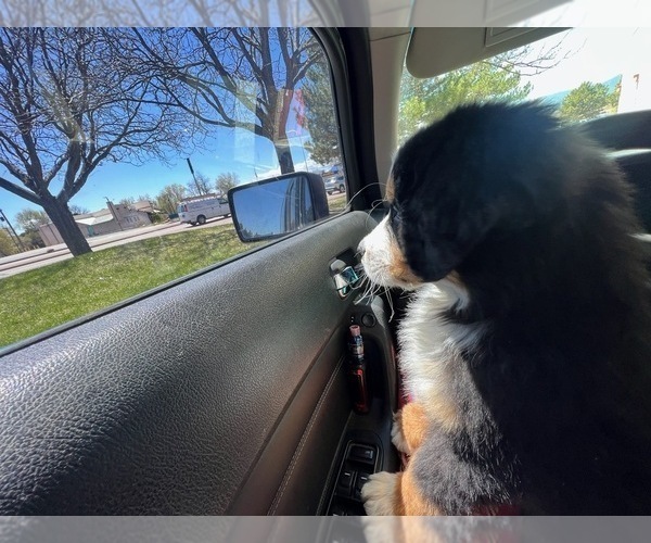 Medium Photo #5 Bernese Mountain Dog Puppy For Sale in PEYTON, CO, USA
