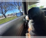 Small #4 Bernese Mountain Dog