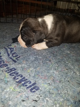 Medium Photo #22 American Pit Bull Terrier Puppy For Sale in GRIFFIN, GA, USA