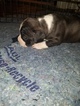 Small Photo #22 American Pit Bull Terrier Puppy For Sale in GRIFFIN, GA, USA