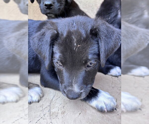 Medium Photo #1 Border Collie-Unknown Mix Puppy For Sale in Oklahoma City, OK, USA