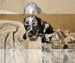 Small #7 Catahoula Leopard Dog-Rottweiler Mix