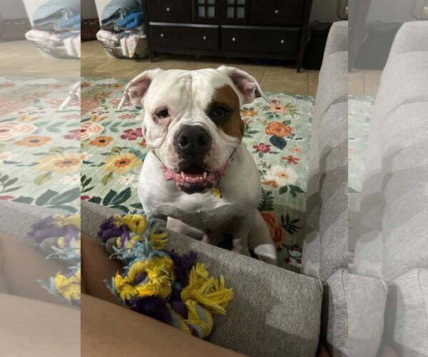 Medium Photo #3 Olde Bulldog Puppy For Sale in Chandler, AZ, USA