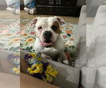 Small #2 Olde Bulldog