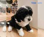 Puppy Panda Coton de Tulear-Poodle (Toy) Mix