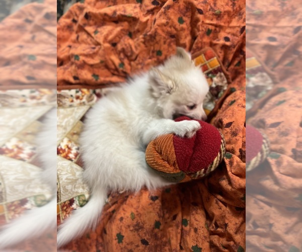 Medium Photo #5 Pomsky Puppy For Sale in GOLDEN VALLEY, AZ, USA