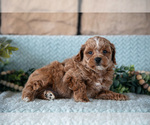 Small Photo #20 Poodle (Miniature)-ShihPoo Mix Puppy For Sale in SUGARCREEK, OH, USA
