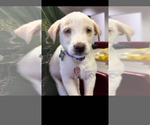 Warren - Carly Simon Litter - Male Siberian Husky-Unknown Mix Dog for Adoption - Small photo