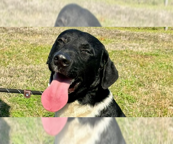 Medium Photo #1 Mutt Puppy For Sale in Abbeville, LA, USA