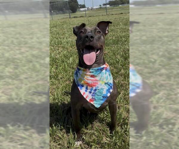 Medium Photo #4 Staffordshire Bull Terrier Puppy For Sale in Rosenberg, TX, USA