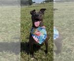 Small #3 Staffordshire Bull Terrier