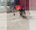 Small #1 Siberian Husky Mix