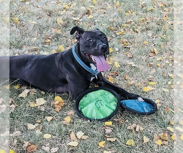 Medium Photo #8 American Pit Bull Terrier-Unknown Mix Puppy For Sale in Germantown, OH, USA