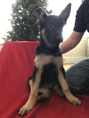 German Shepherd Dog Puppy for sale in LAKEWOOD, OH, USA