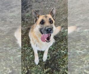 Medium German Shepherd Dog
