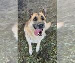 Small German Shepherd Dog